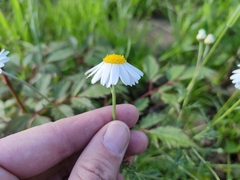 Asteraceae