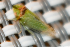 Xerophloea viridis