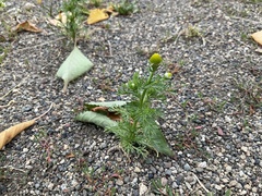 Matricaria discoidea