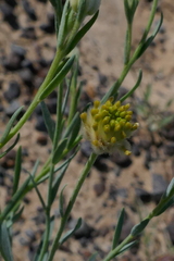 Pimelea simplex continua
