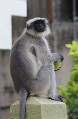 Semnopithecus hypoleucos