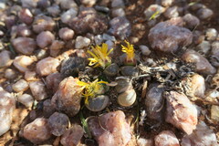 Lithops olivacea