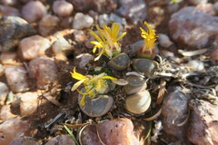 Lithops olivacea
