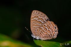 Poritia sumatrae
