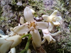 Dysoxylum parasiticum