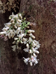 Dysoxylum parasiticum