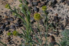 Pimelea simplex continua