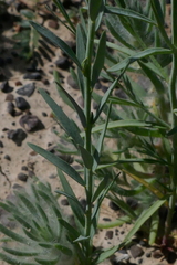 Pimelea simplex continua