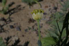 Pimelea simplex continua