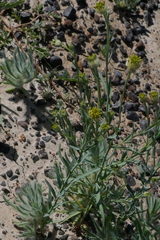 Pimelea simplex continua