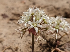 Allium nevadense