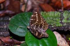 Lexias canescens