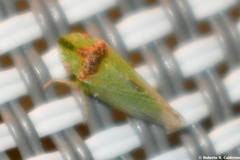 Xerophloea viridis