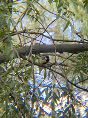 Parus major
