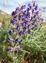 Lupinus nevadensis