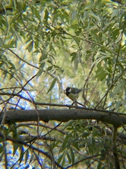 Parus major