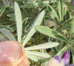 Lupinus nevadensis
