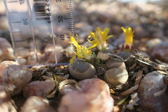 Lithops olivacea