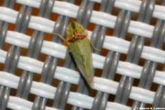 Xerophloea viridis