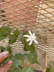Jasminum azoricum