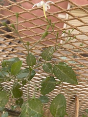 Jasminum azoricum