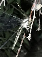 Ascaloptynx