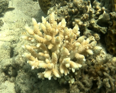 Acropora spathulata