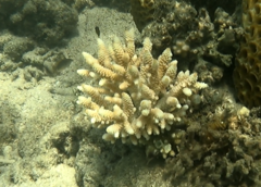 Acropora spathulata