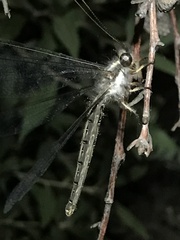 Ascaloptynx