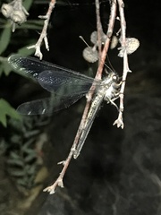 Ascaloptynx