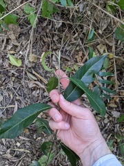 Rhodomyrtus psidioides