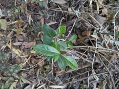 Rhodomyrtus psidioides