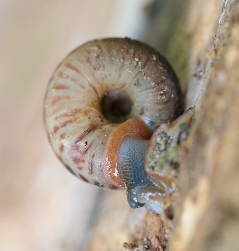Anguispira fergusoni observed 2022-06-08