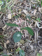 Rhodomyrtus psidioides