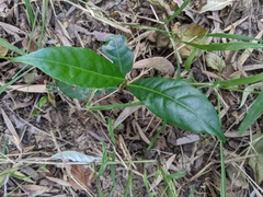 Rhodomyrtus psidioides