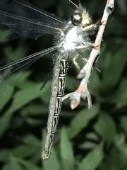 Ascaloptynx