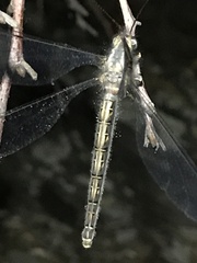 Ascaloptynx