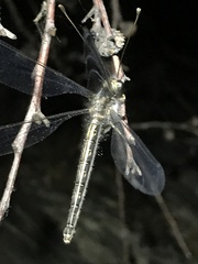 Ascaloptynx