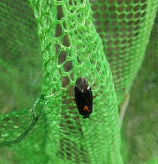 Deraeocoris ventralis