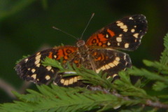 Anthanassa texana seminole