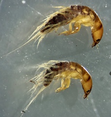 Stenosialis australiensis