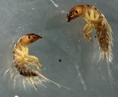 Stenosialis australiensis