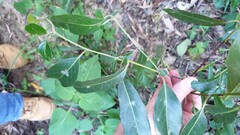 Rhodomyrtus psidioides