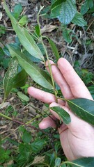 Rhodomyrtus psidioides