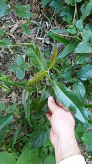 Rhodomyrtus psidioides