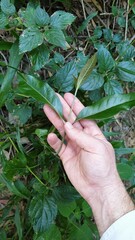 Rhodomyrtus psidioides