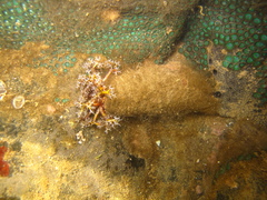 Holothuria cinerascens
