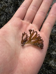 Mazzaella affinis