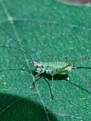 Phaneroptera nana