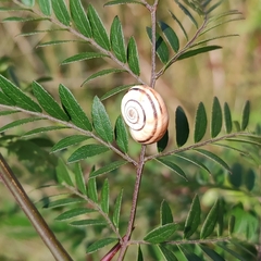 Xerolenta obvia